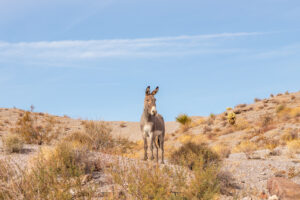 Burro watching from afar