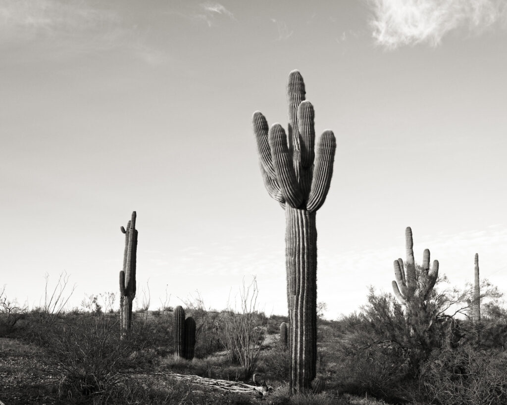 cactus, desert, black and white