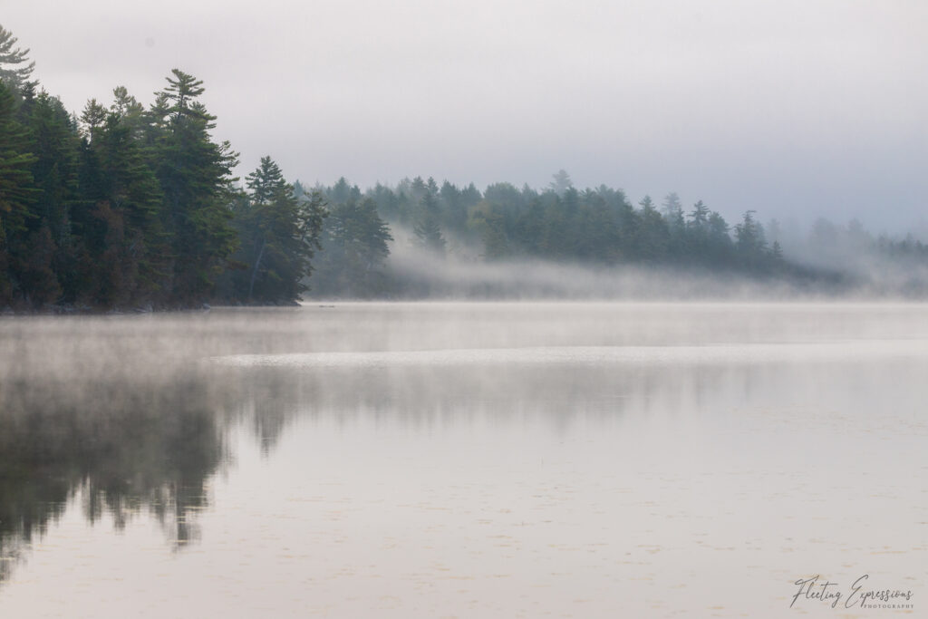Water, Fog, Trees, Reflection