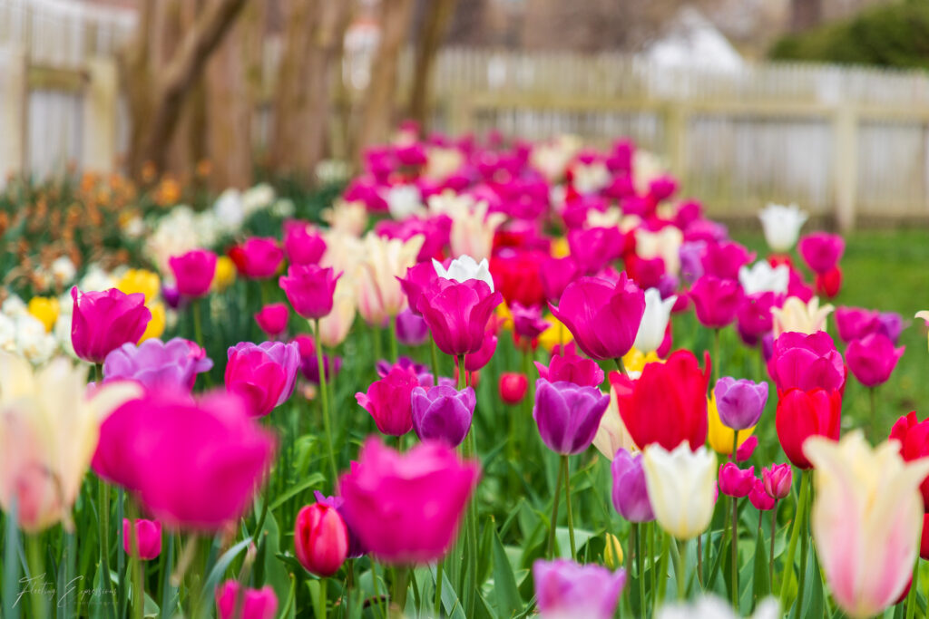 Spring, tulips, flowers, vibrant