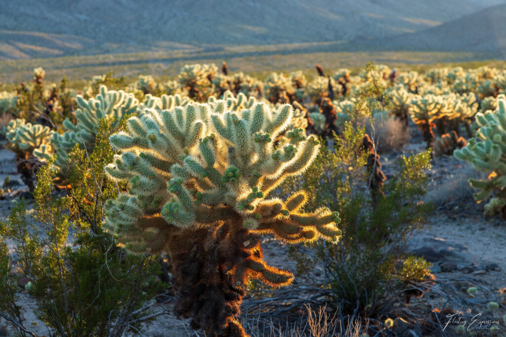 cactus, desert, sunlight