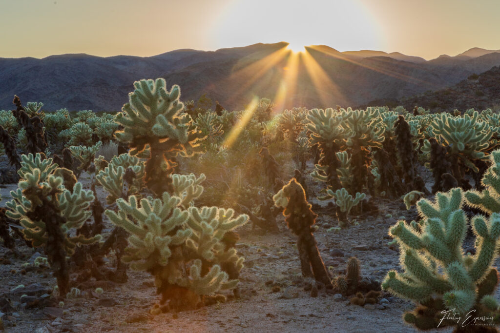 cactus, desert, sunset