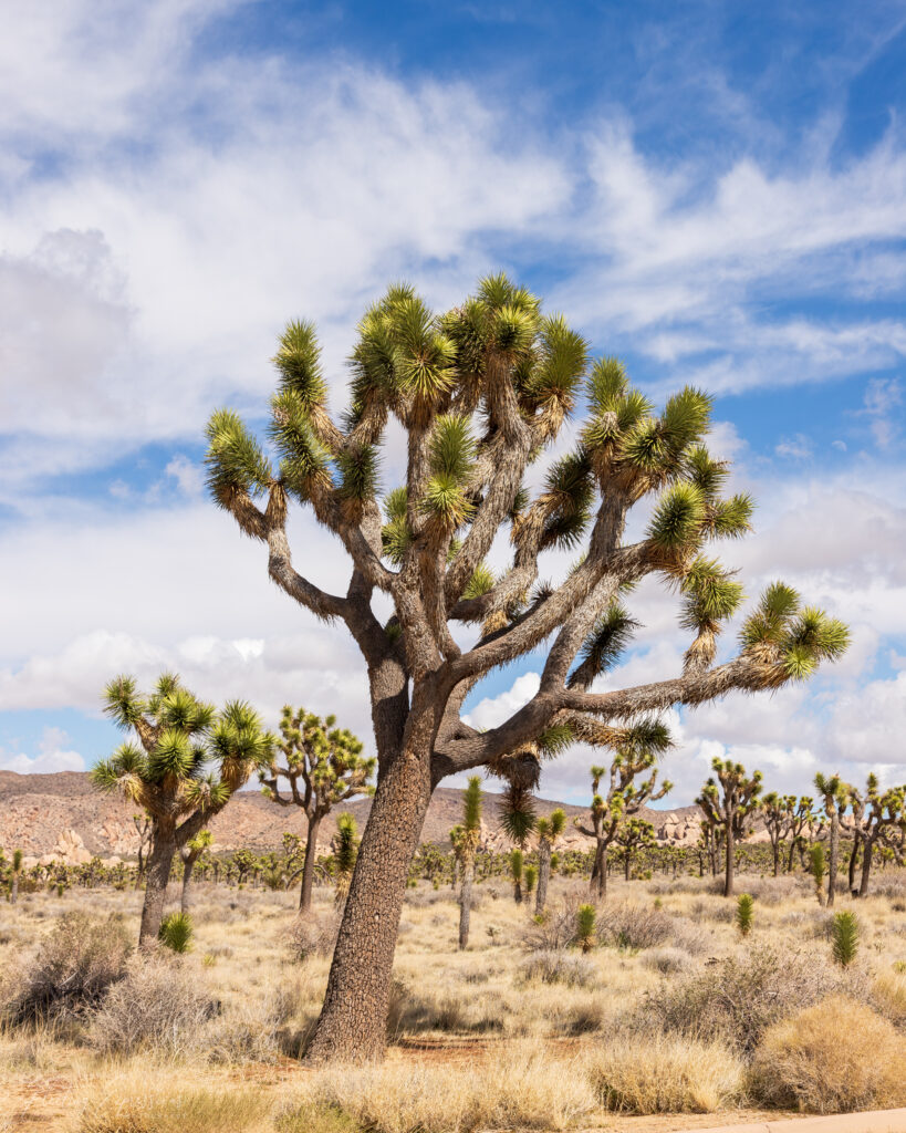 tree, green, blue sky, clouds, desert, unique