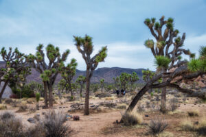 Trees, unique, desert, overcast sky