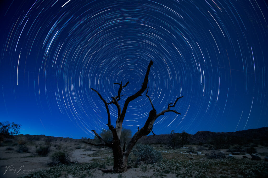 Night sky, Stars, Star Trail, Dead Tree