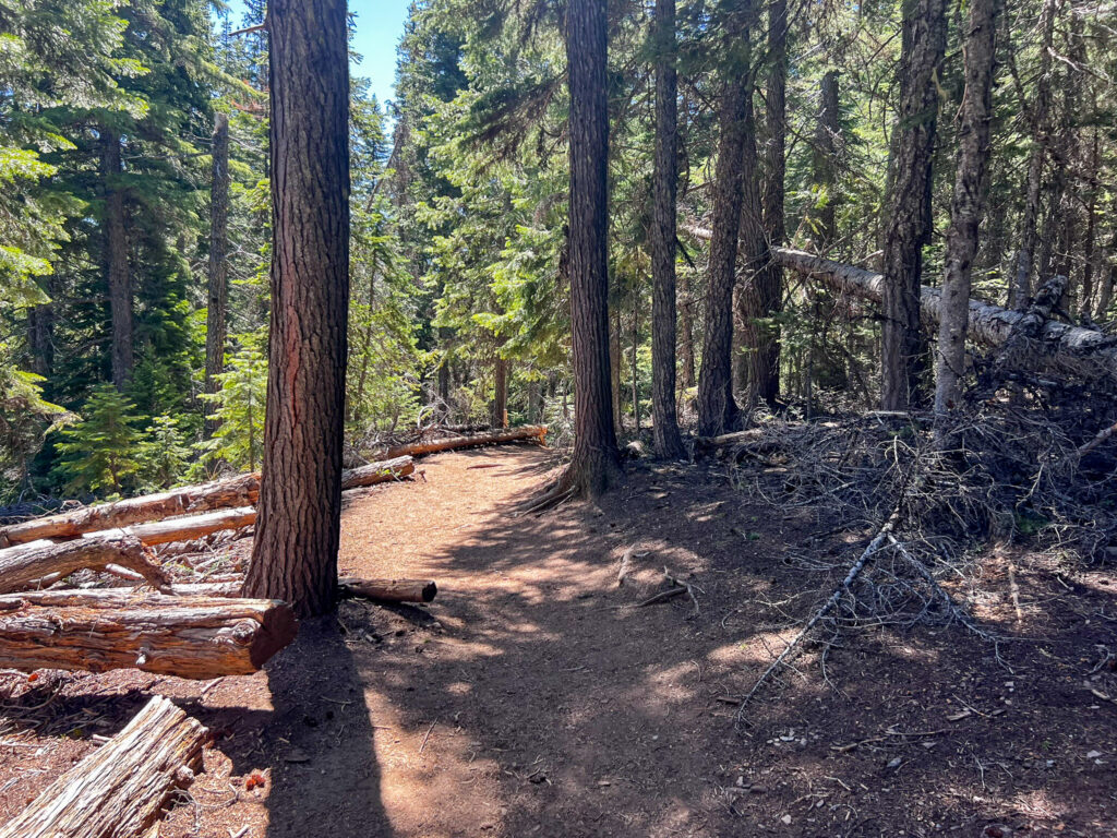 hiking trail, trees