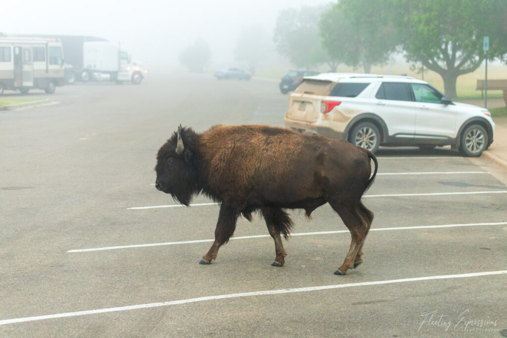 Bison walking through a parking lot