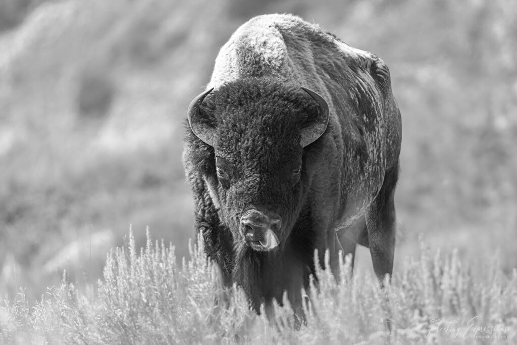 Bison looking at viewer in black and white