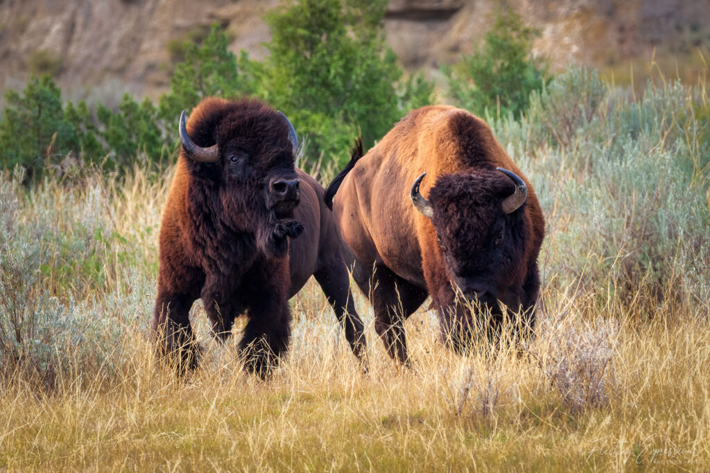 two bison preparing to battle