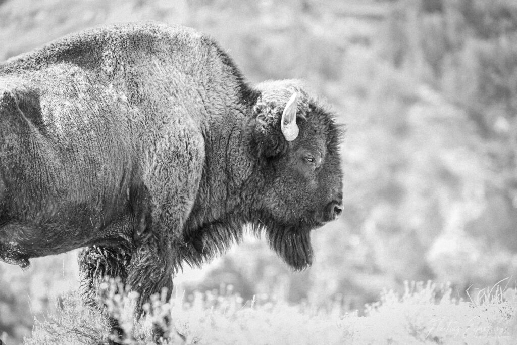 Black and white image of a bison in side profile