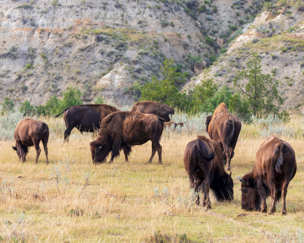 Bison grazing in a field