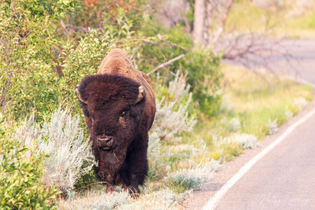 Bison walking along the road