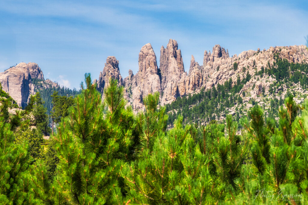 beauty of the Black Hills, where dense pine forests meet towering rock formations, creating a stunning natural landscape.