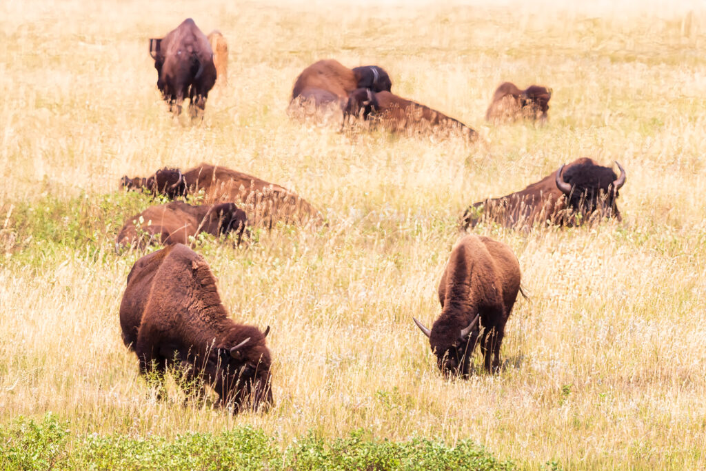 Bison grazing in a yellow field with patches of green