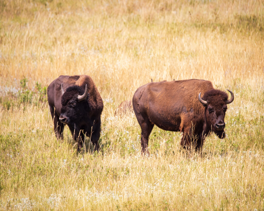 Bison grazing in field