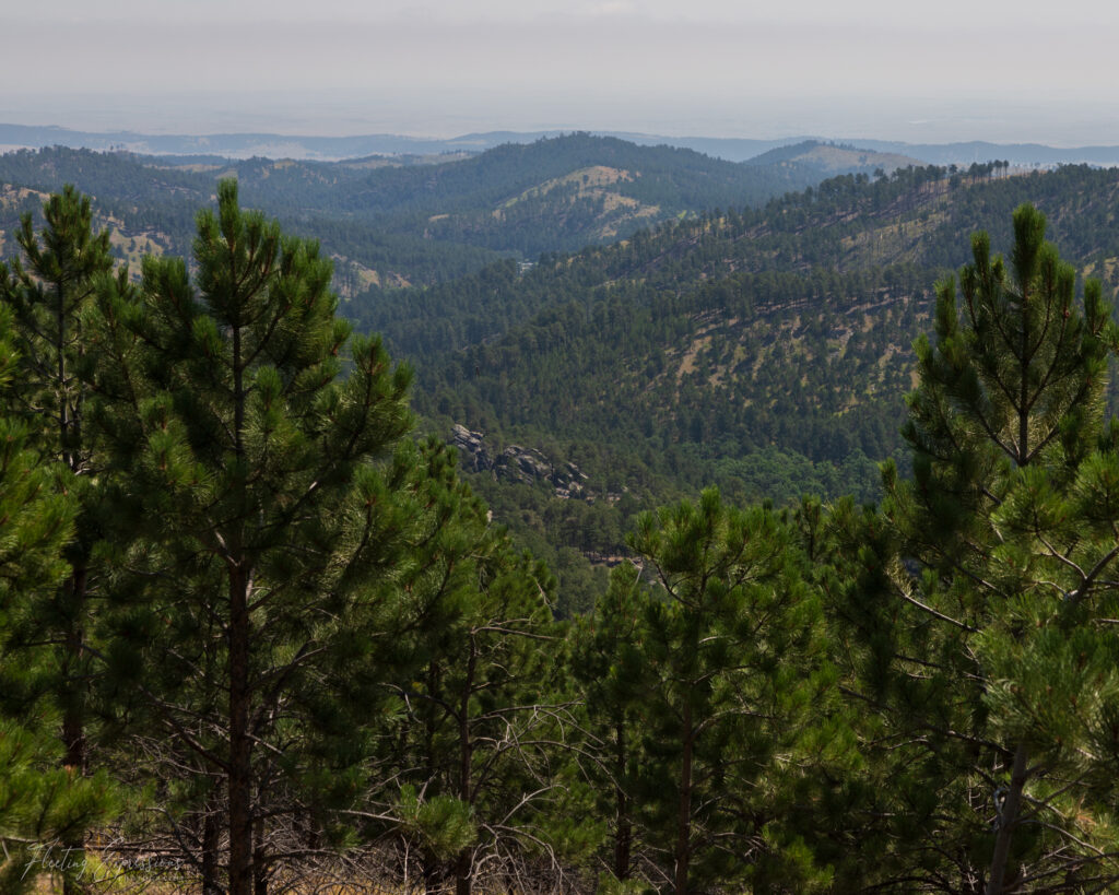 trees and mountains in scenic landscape