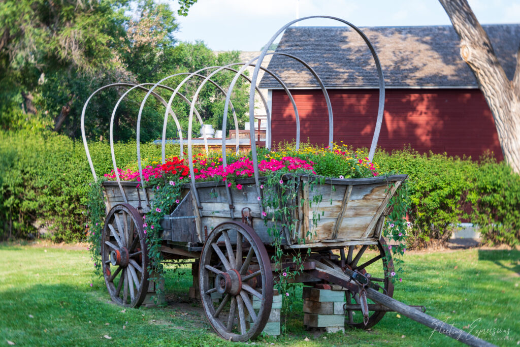 Old wagon with flowers