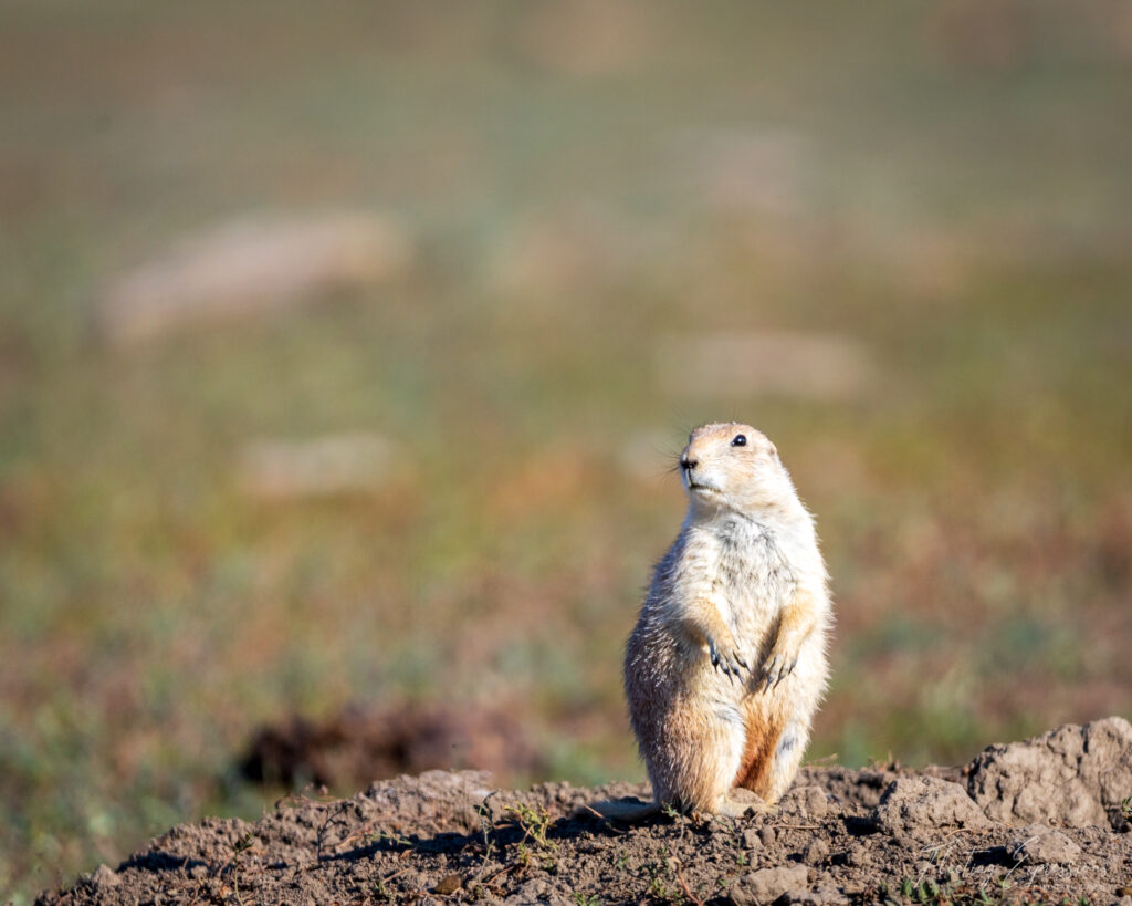 Prairie dog standing up looking for danger