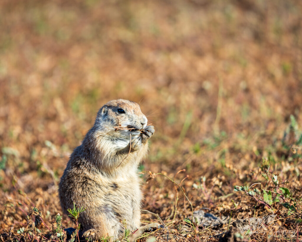 A prairie dog sitting on its hind legs and nibbling on a blade of grass in a field. The prairie dog has a curious expression on its face as it chews the grass.