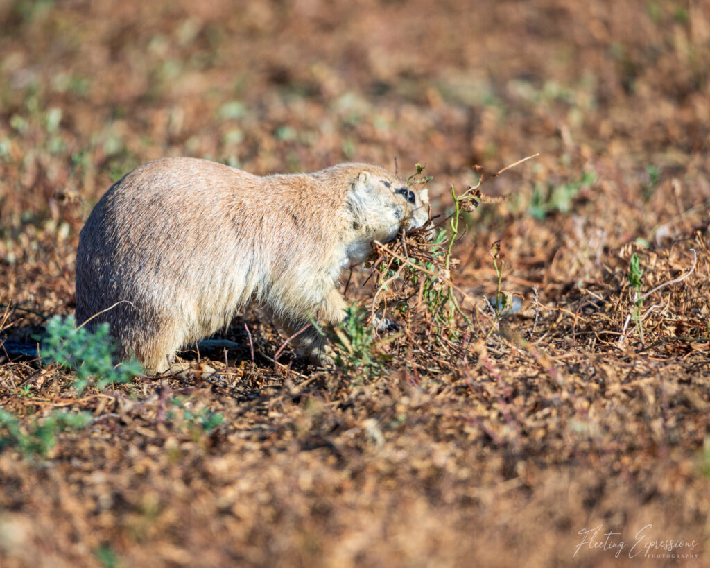 prairie dog carrying grass in his mouth