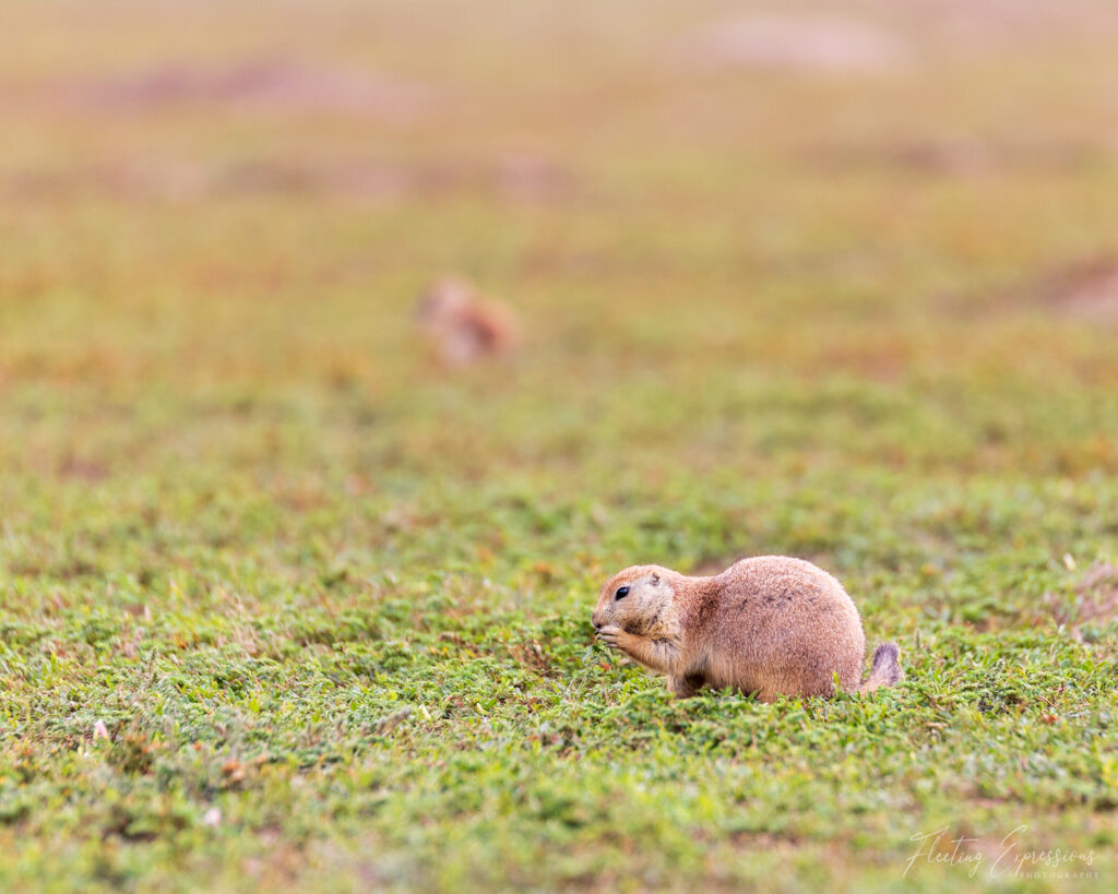 Prairie dog eating grass