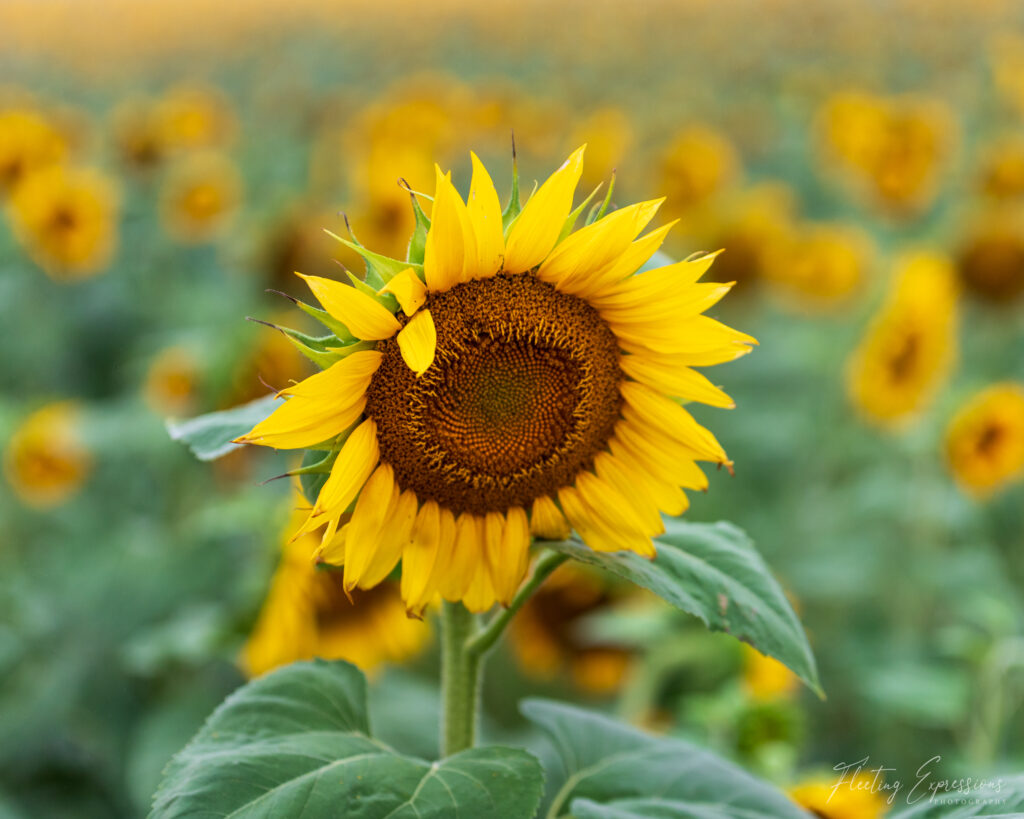 Sunflower in a field