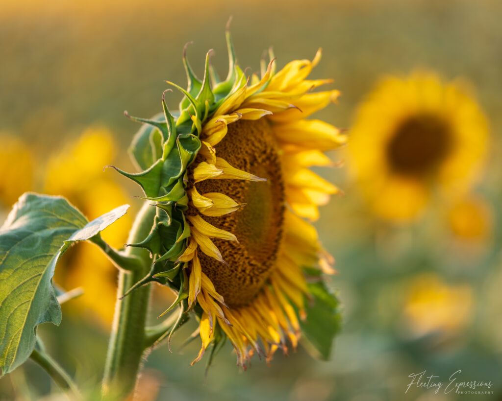 Sunflower in a field