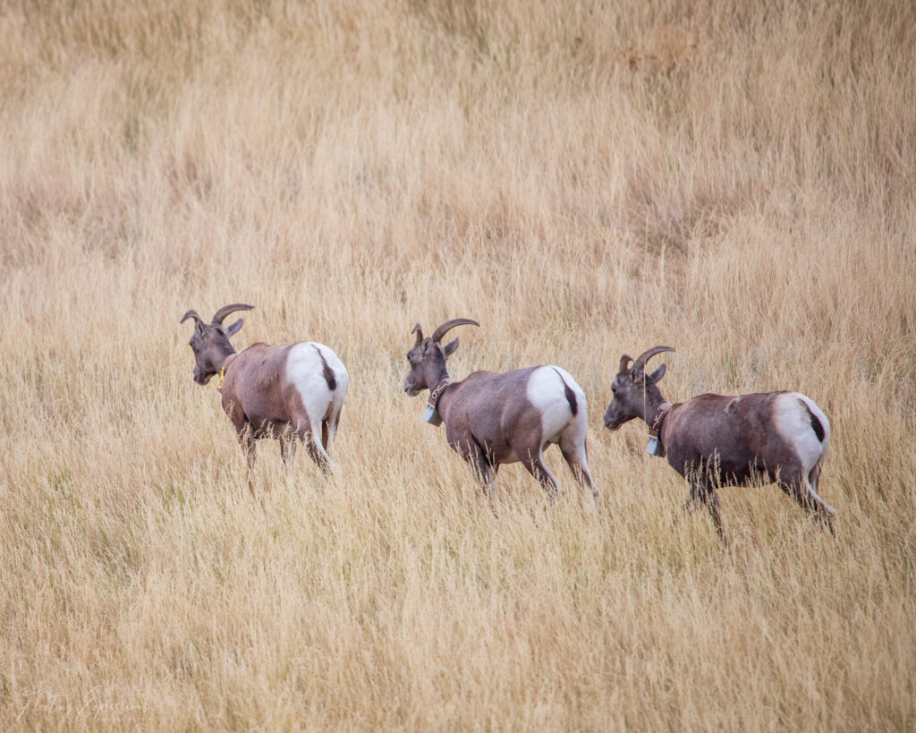 Big horn sheep walking through the prairie