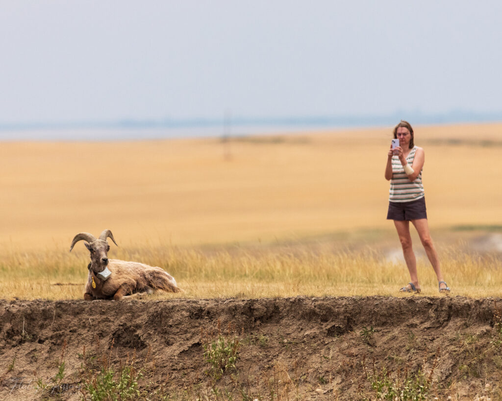 Person, Big Horn Sheep, Prairie