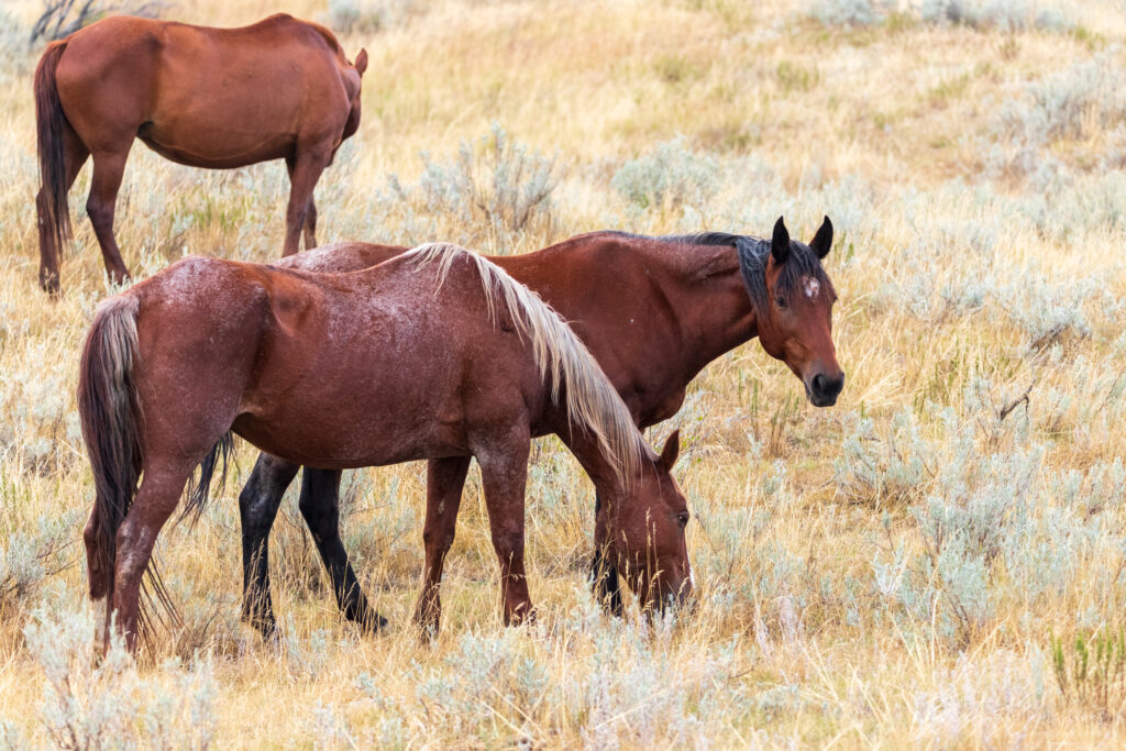 Wild horses grazing in a field