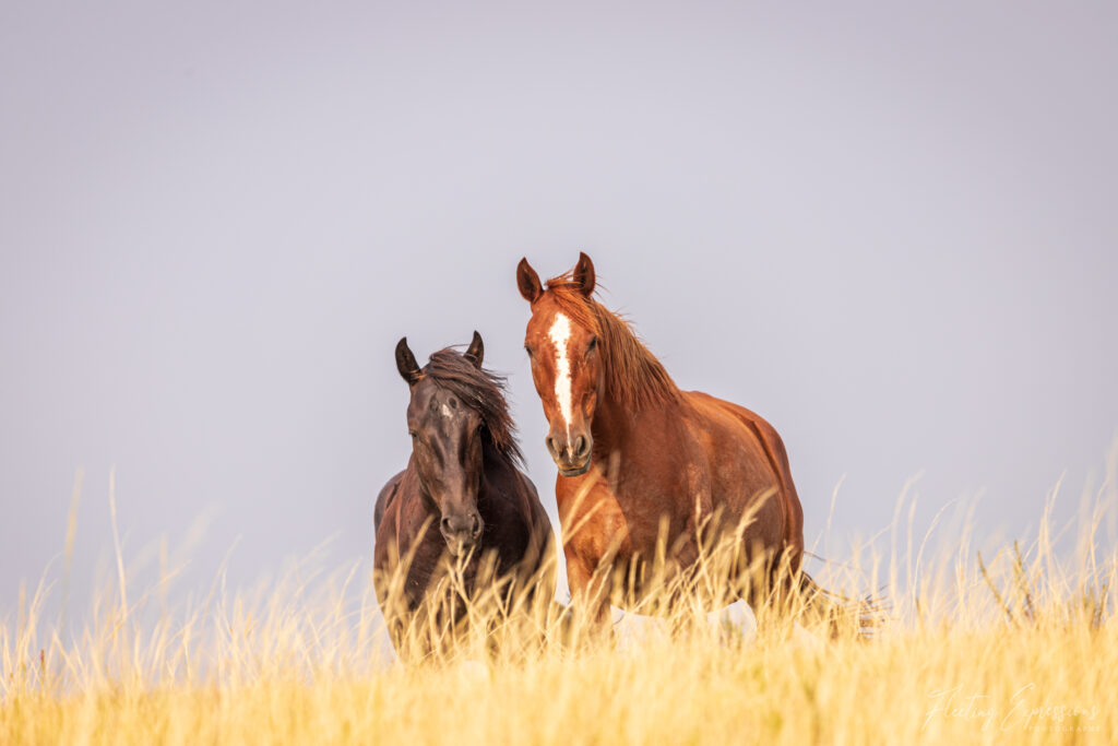 two wild horses looking curiously at the camera