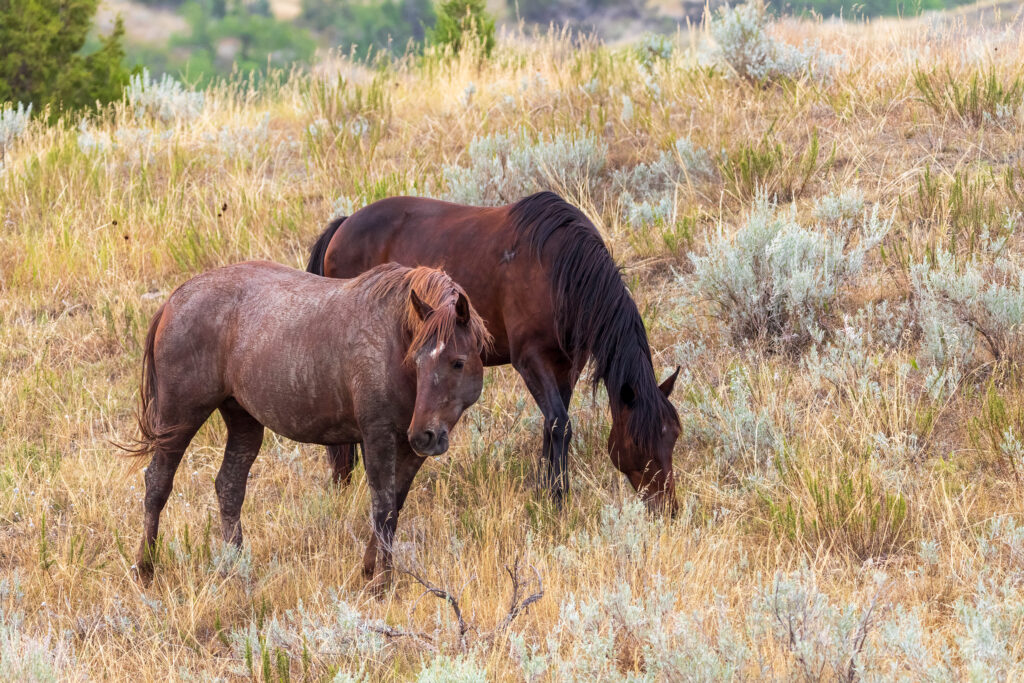 Wild Horses grazing in a field with soft light