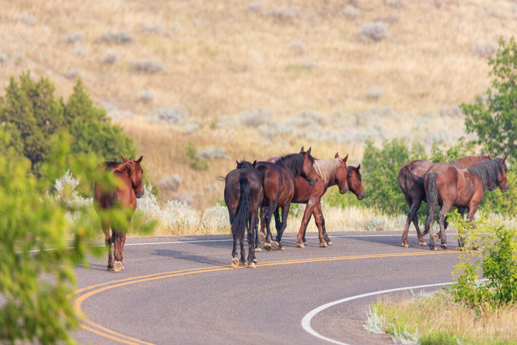 Wild horses walking on the road