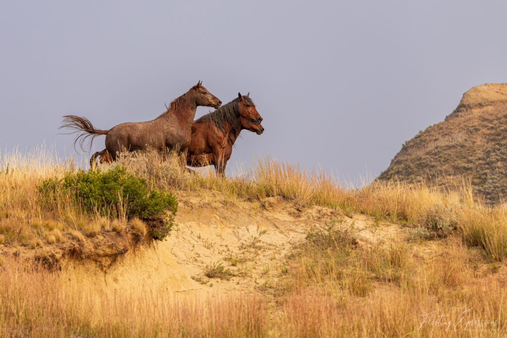 Wild horses looking out over the grassland