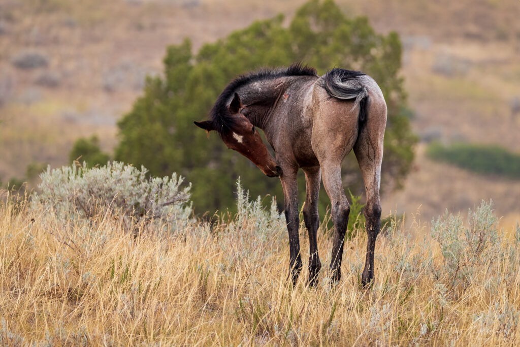 Young colt grazing in a field