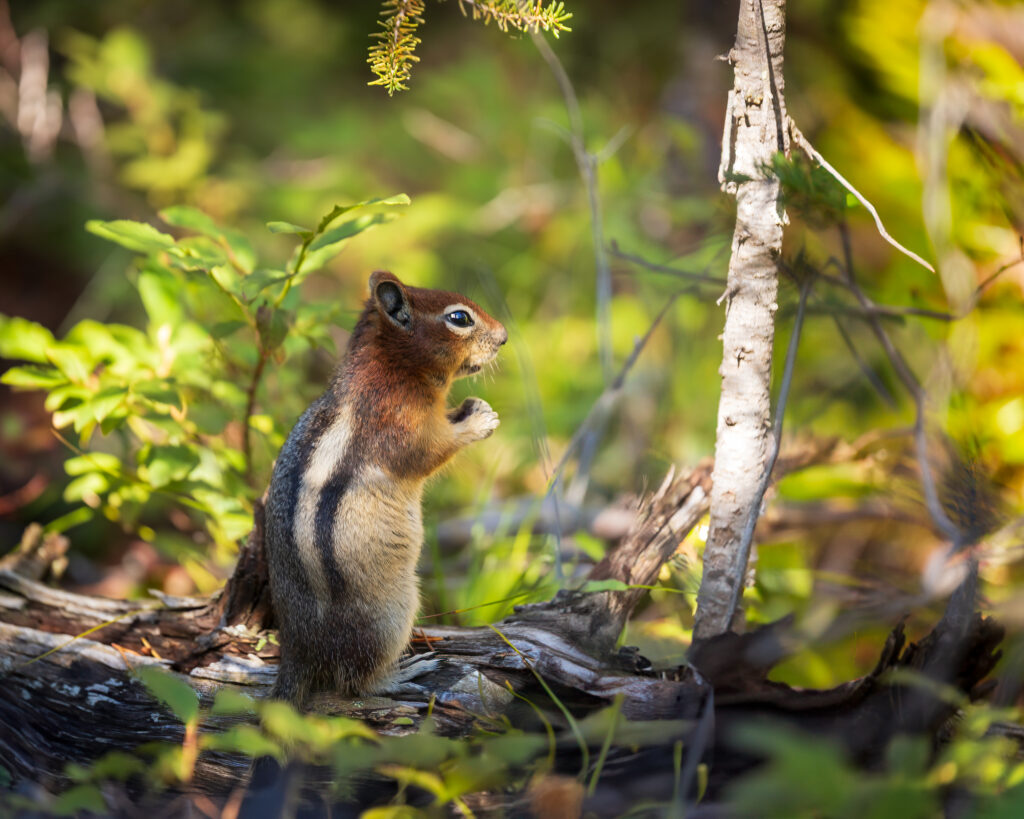 Chipmunk standing on back feet and looking away