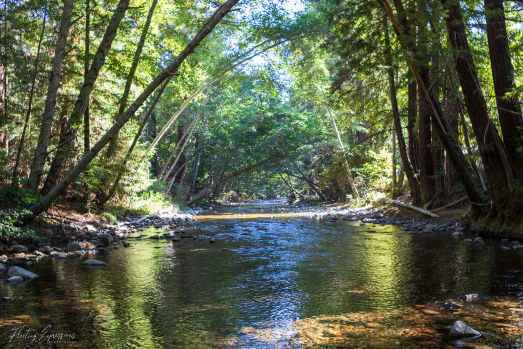 View of a river with shade trees lining the banks