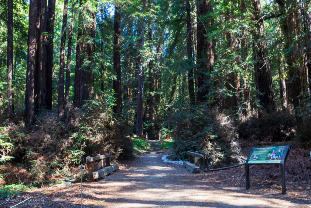 Forested hiking trail