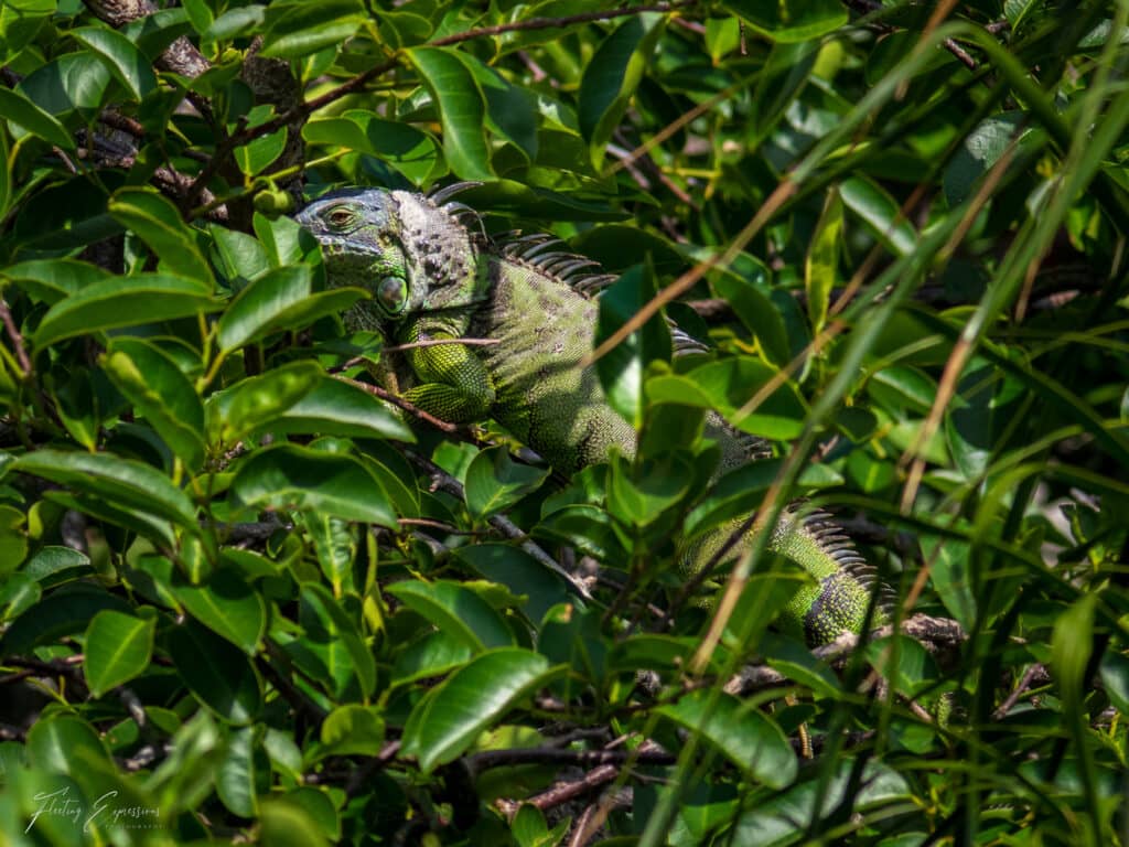 iguana hiding in tree leaves