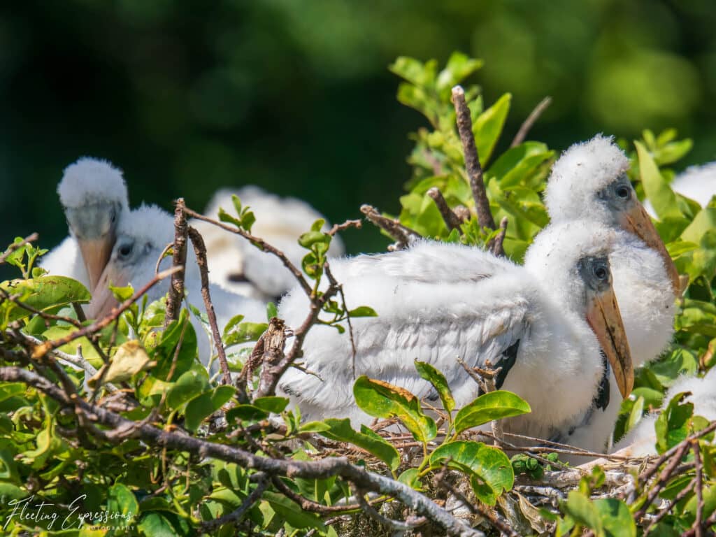 fuzzy baby birds in a nest